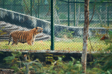 An adult tiger inside caged enclosure at jharkhali tiger rescue centre in Sundarbans tiger reserve. This animal shelter opened for upkeep of injured and unwell tigers.