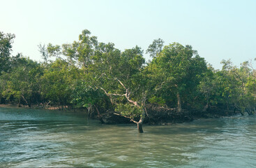 dense jungle of sundari trees, Heritiera fomes, (gives the Sundarbans region its name) partly submerged in brackish salty water. At Sundarbans biosphere reserve, the largest mangrove forest in world.
