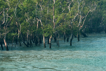 dense jungle of sundari trees, Heritiera fomes, (gives the Sundarbans region its name) partly submerged in brackish salty water. At Sundarbans biosphere reserve, the largest mangrove forest in world.