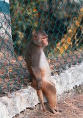 a depressed looking adult rhesus macaque sitting inside caged enclosure at Sajnekhali Wildlife Sanctuary camp. Taken at Sundarbans, habitat to large number of flora and fauna.