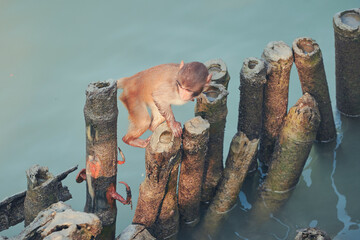 a rhesus macaque walks on slippery wooden logs partly submerged in saline water of Sundarbans...