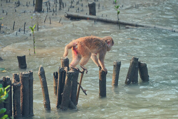 a rhesus macaque walks on slippery wooden logs partly submerged in saline water of Sundarbans Biosphere reserve, largest mangrove swamp in world. Shot near sajnekhali tiger camp.