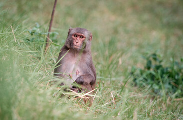 an adult female rhesus macaque sitting on grass inside Sajnekhali Wildlife Sanctuary camp. Taken at Sundarbans, the largest mangrove forest in world, habitat to large number of flora and fauna.