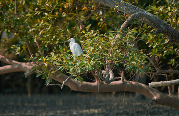a white egret sitting on branches of sundari tree (heritiera fomes) inside swamps of Sundarbans...
