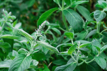 Mentha longifolia Silver Form. Horsemint. Used in medicine, perfumery, cosmetology and cooking....