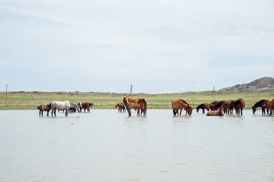 free grazing mares with foals and pregnant mares in ranch. herd of horses in pond drink water and cool off on hot summer day.