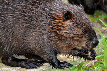 Closeup North American Beaver (Castor canadensis), view of profile, and eating vegetable in grass