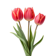 Naklejka premium Three red tulips in a bouquet on a white background