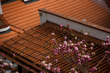 A magnolia tree blooms in Prague against the background of old houses with red tile roofs