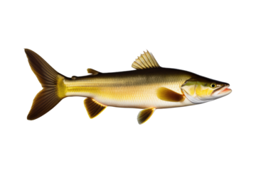 a high quality stock photograph of a single catfish bullhead fish isolated on transparent background
