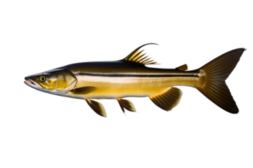 a high quality stock photograph of a single catfish bullhead fish isolated on transparent background