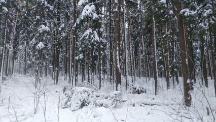 A pine tree growing in the forest was broken by strong winds and fell to the ground. After a...