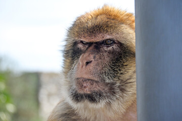 Obraz premium Macaque