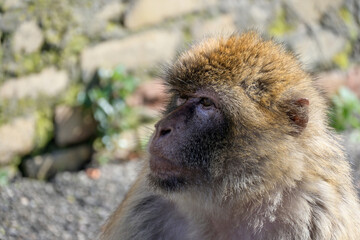 Macaque close up head