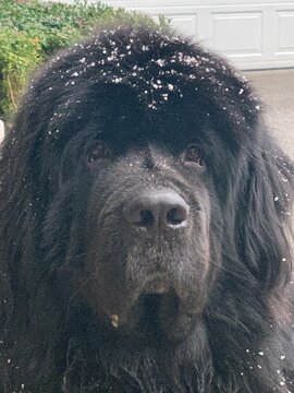 Newfoundland dog