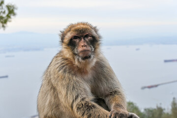 Macaque