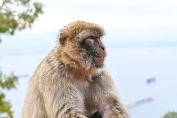 Macaque