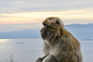 Macaque