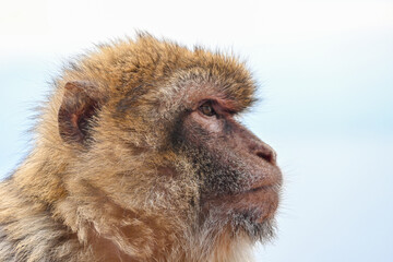Macaque close up