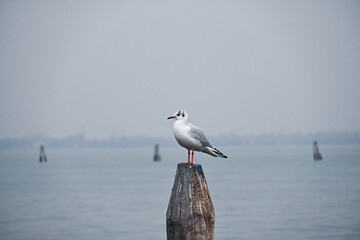 Black-headed Gull