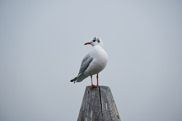 Black-headed Gull