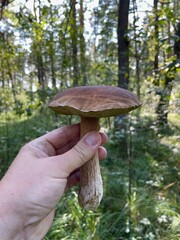A Cossack mushroom in his hand.