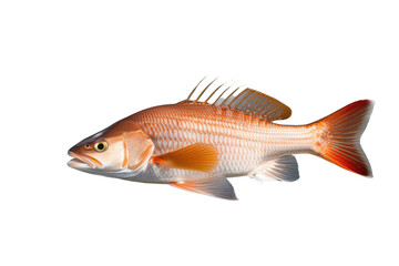 Fototapeta premium a high quality stock photograph of a single red drum redfish fish isolated on transparent background