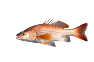 a high quality stock photograph of a single red drum redfish fish isolated on transparent background