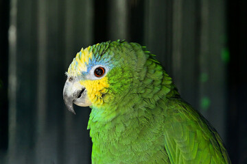 Turquoise-fronted amazon parrot