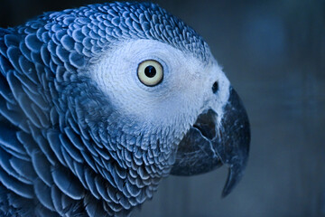 African Grey Parrot head