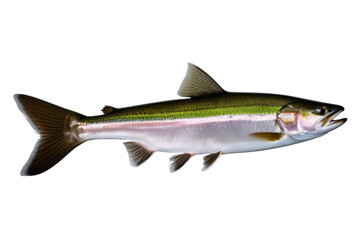 Naklejka premium a high quality stock photograph of a single steelhead fish isolated on transparent background