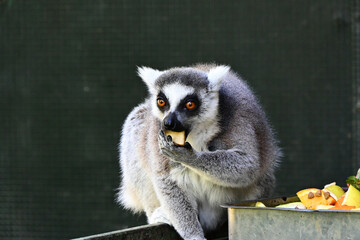 ring lemur catta