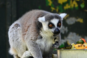 lemur on a tree