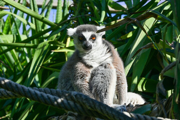 lemur on tree