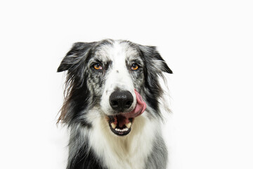 Hungry border collie dog eating and licking its lips with tongue. Isolated on white background