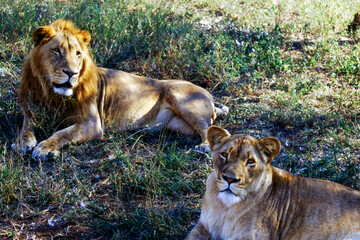 Largest predator cats of the African savannah Lions