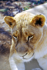 Largest predator cats of the African savannah Lions