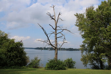 Oklahoma City, Oklahoma, USA; February 2024: Old dead tree alone infront of a lake.