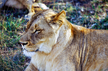 Largest predator cats of the African savannah Lions