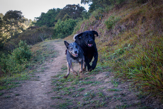 Happy dogs running together on the country road