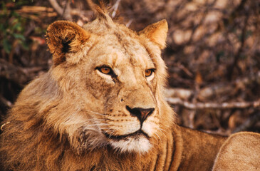 Largest predator cats of the African savannah Lions