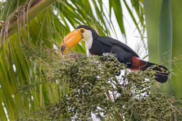 Brazilian Savannah Bird / The birds of Brazil are very beautiful and have many colors.