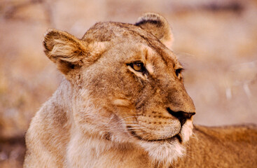 Largest predator cats of the African savannah Lions