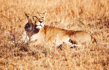 Largest predator cats of the African savannah Lions