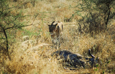 Largest predator cats of the African savannah Lions