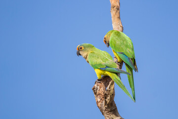 Brazilian Savannah Bird / The birds of Brazil are very beautiful and have many colors.