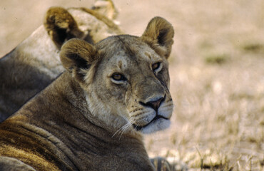 Largest predator cats of the African savannah Lions