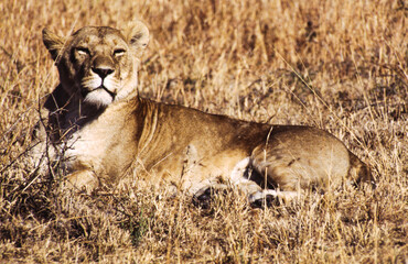 Largest predator cats of the African savannah Lions