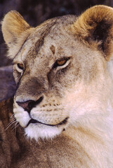 Largest predator cats of the African savannah Lions