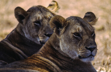 Naklejka premium Largest predator cats of the African savannah Lions